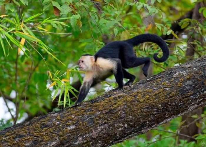 Palo Verde Jungle River Tour
