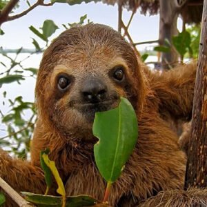 Sloths Rain Forest Walk & Waterfall Tour