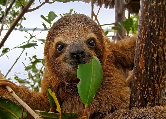 Sloths Rain Forest Walk & Waterfall Tour